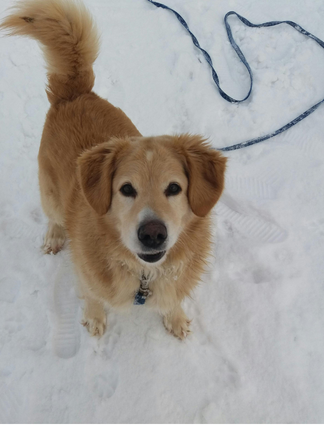 Chien dans la neige