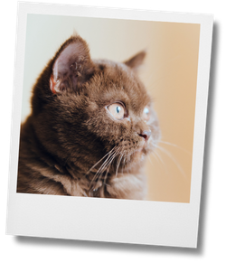 Chat