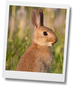 Lapin