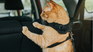 Chat dans voiture